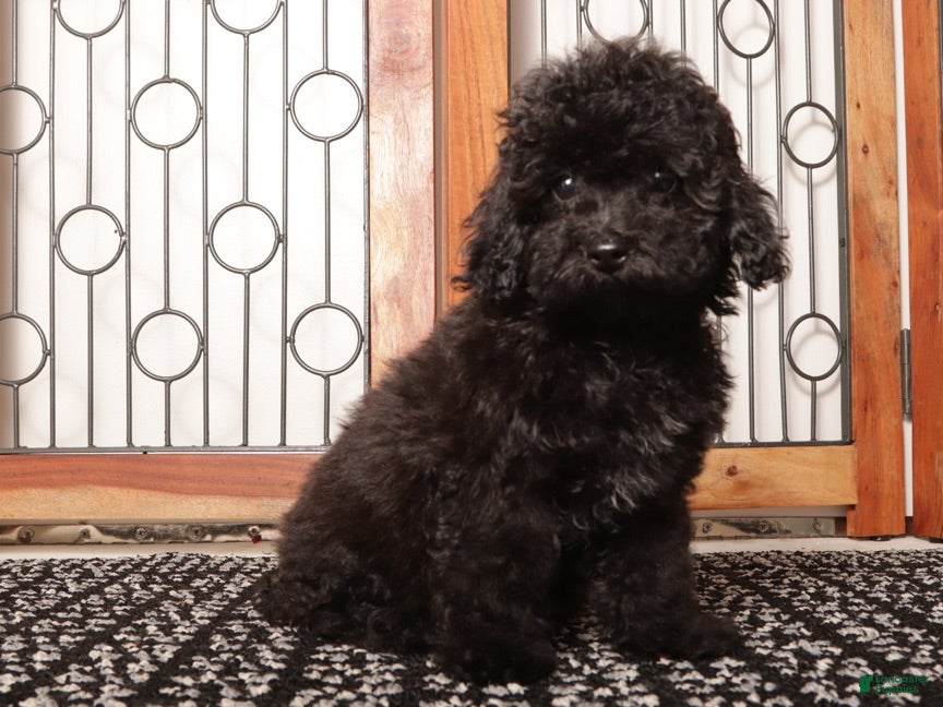 Yorkiepoo dogs Dorthy - Ad 1