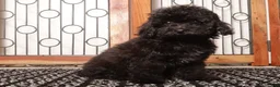 Yorkiepoo dogs for sale: Dorthy - Ad 1