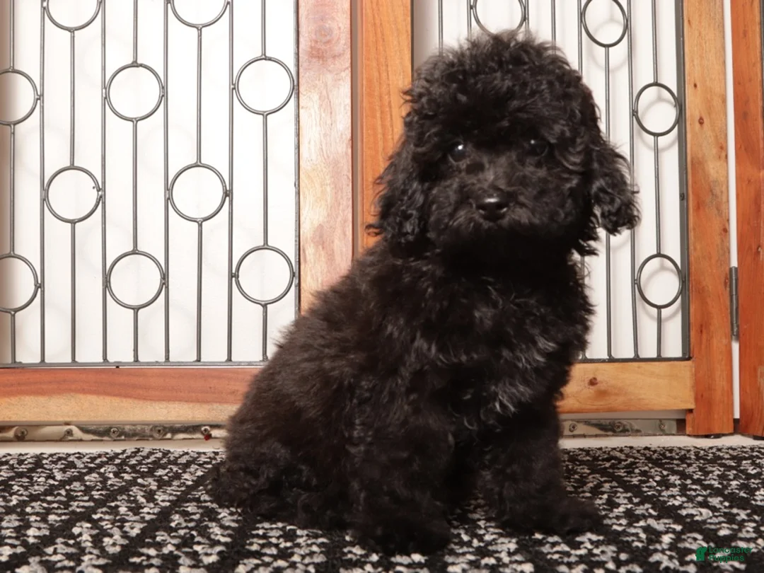 Yorkiepoo dogs for sale: Dorthy - Ad 1