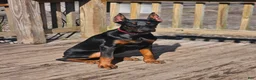Doberman Pinscher dogs for sale: Scarlett  - Ad 4