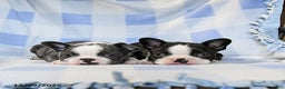 Boston Terrier dogs for sale: Buddy - Ad 5