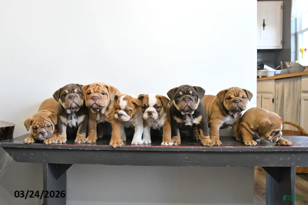 English Bulldog dogs for sale: Tessa - Ad 5