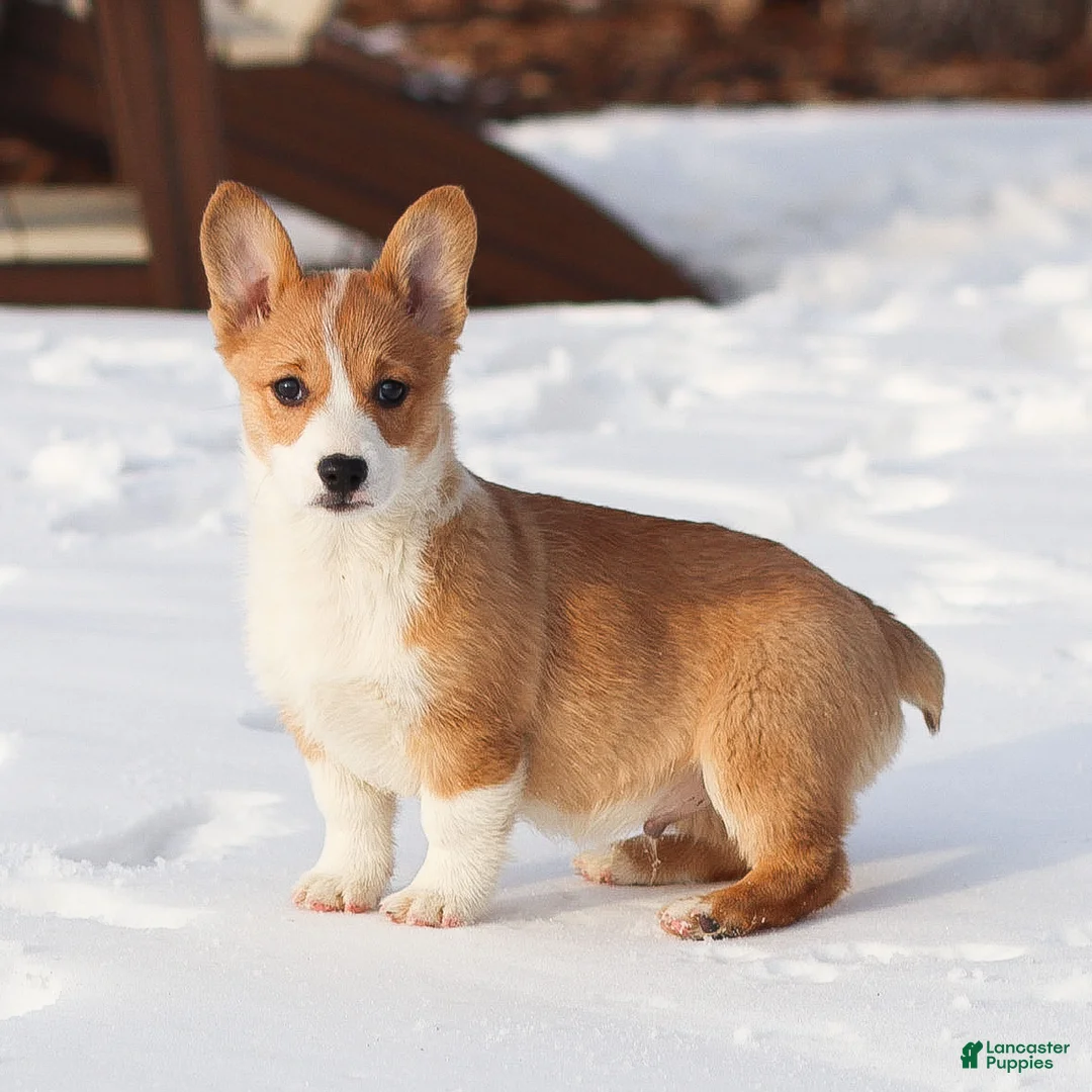 Welsh Corgi Pembroke dogs for sale: Karson Welsh Corgi Pembroke - Ad 10