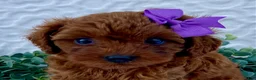 Cavapoo dogs for sale: nova - Ad 5