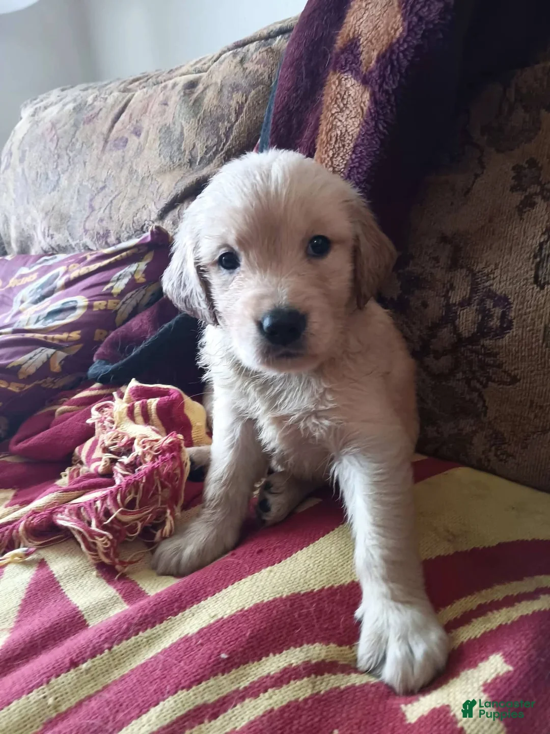 Golden Retriever dogs for sale: Squirt - Ad 1