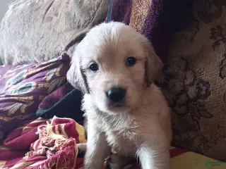 Golden Retriever dogs Squirt - Ad 36