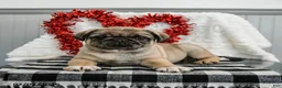 Pug dogs for sale: Caramel - Ad 4