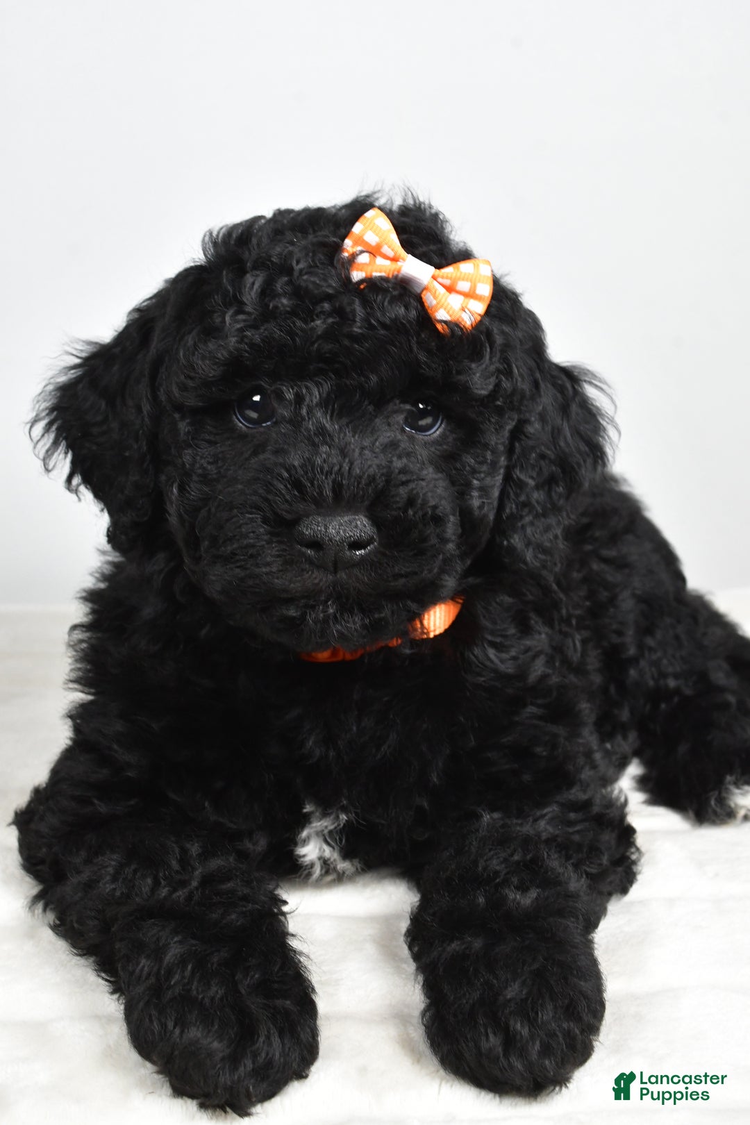 Mini Goldendoodle dogs for sale: AJ - Ad 7
