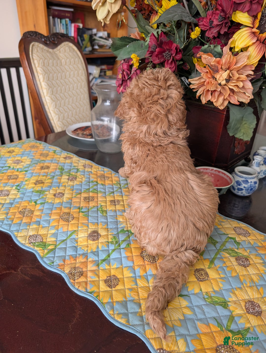 Goldendoodle dogs for sale: Steve - Ad 7