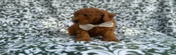 Mini Goldendoodle dogs for sale: Leon - Ad 6
