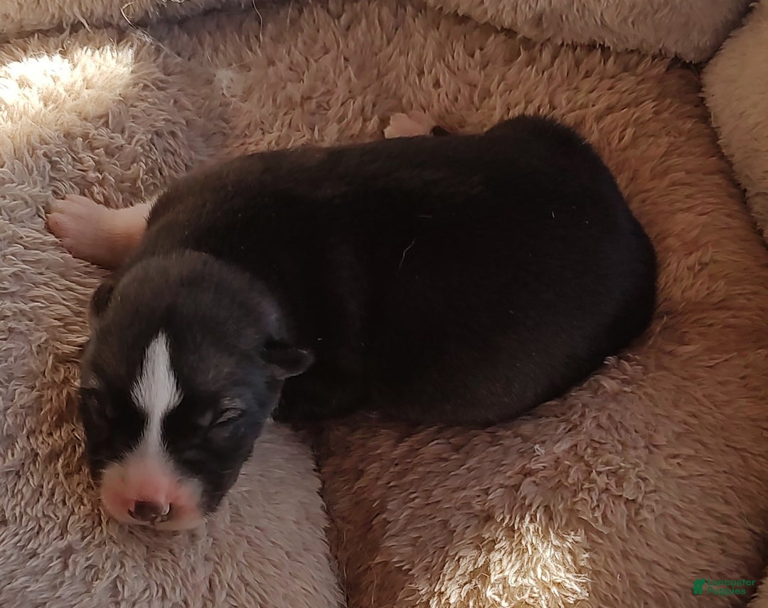 Siberian Husky dogs for sale: Siberian Husky Puppy 2 - Ad 1