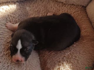 Siberian Husky dogs Siberian Husky Puppy 2 - Ad 8