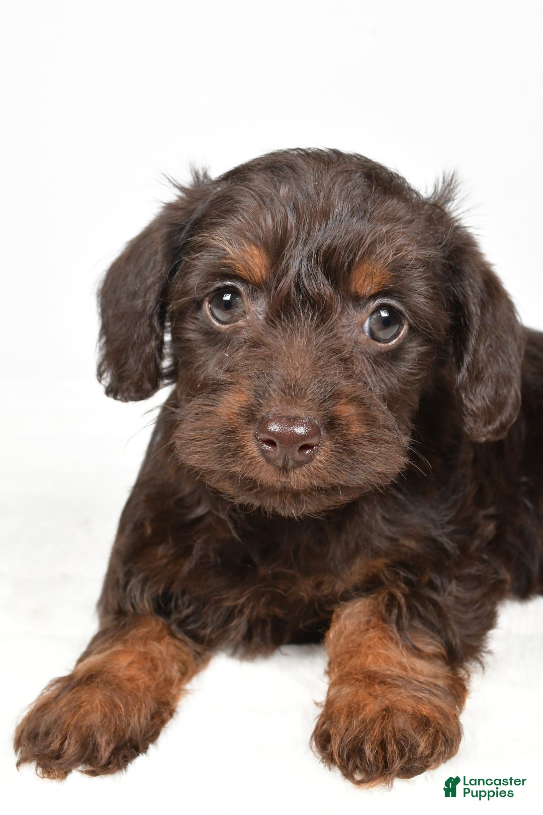 Mixed Breed dogs for sale: Twinkle - Ad 5