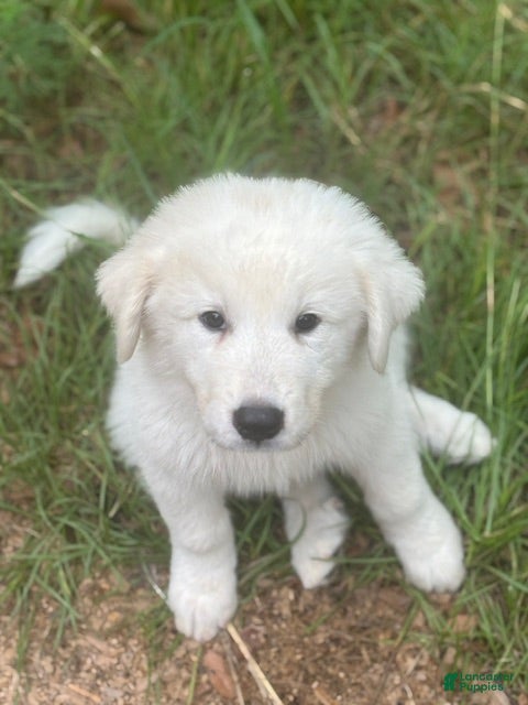 Great Pyrenees dogs EROS - Ad 27