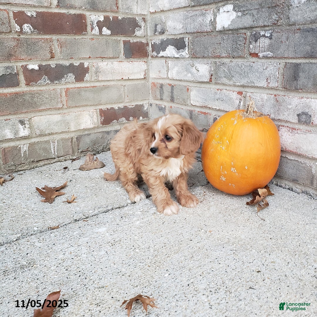 Cavapoo dogs for sale: Brooke - Ad 5