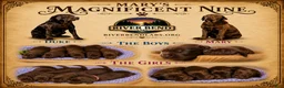 Labrador Retriever dogs for sale: Ms. Brown - Ad 3