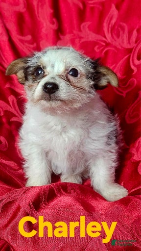 Gallery Image {{count}}