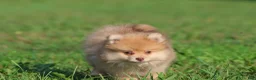 Pomeranian dogs for sale: Sir Fox - Ad 3