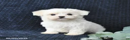 Maltese dogs for sale: Travis - Ad 3