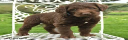 Labradoodle dogs for sale: Grant - Ad 2