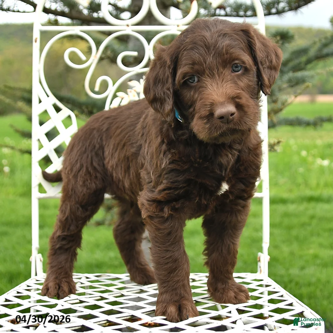 Labradoodle dogs for sale: Grant - Ad 2