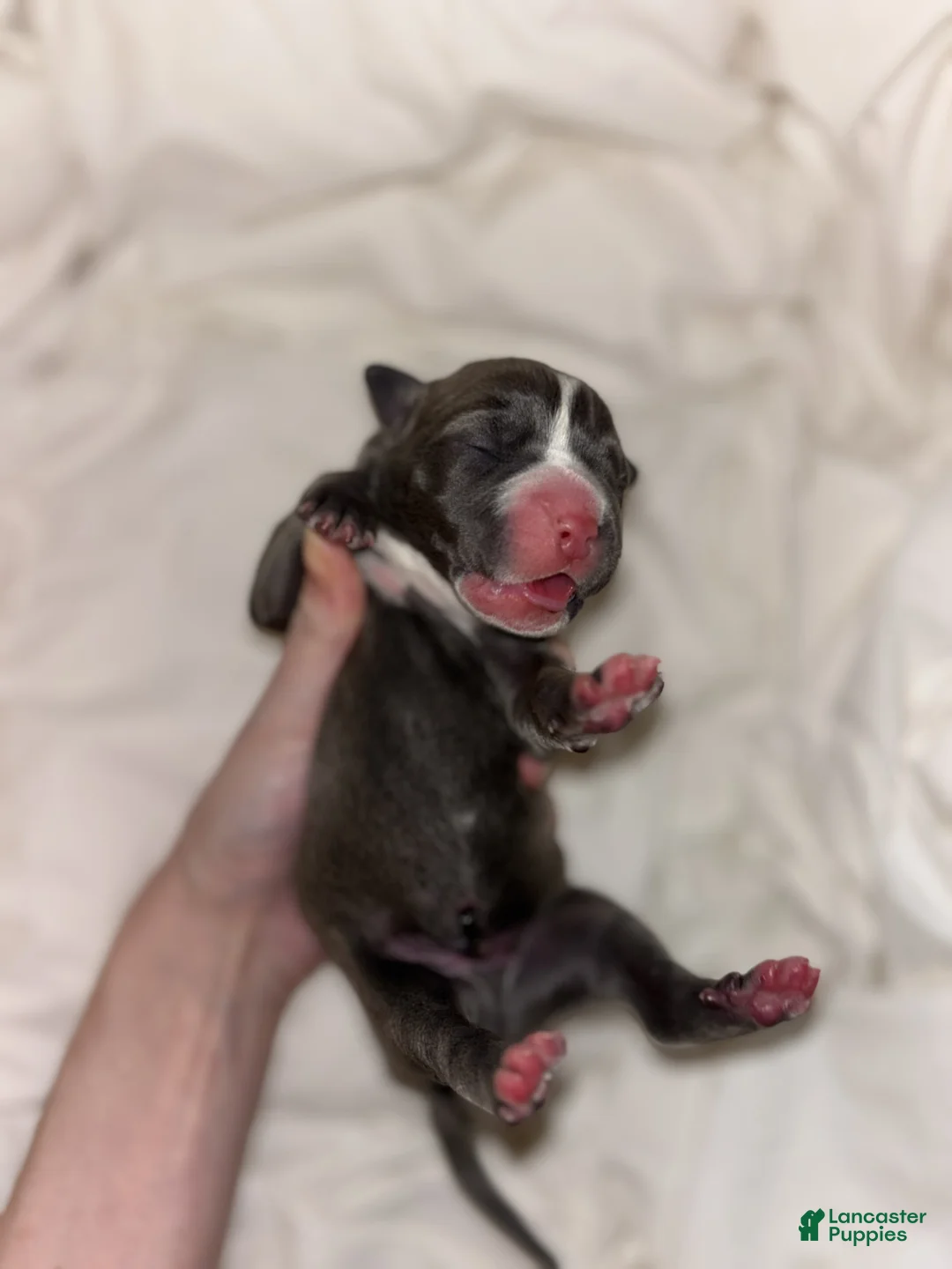 Cane Corso dogs for sale: Cane Corso Litter - Blue Dilutes - Ad 7