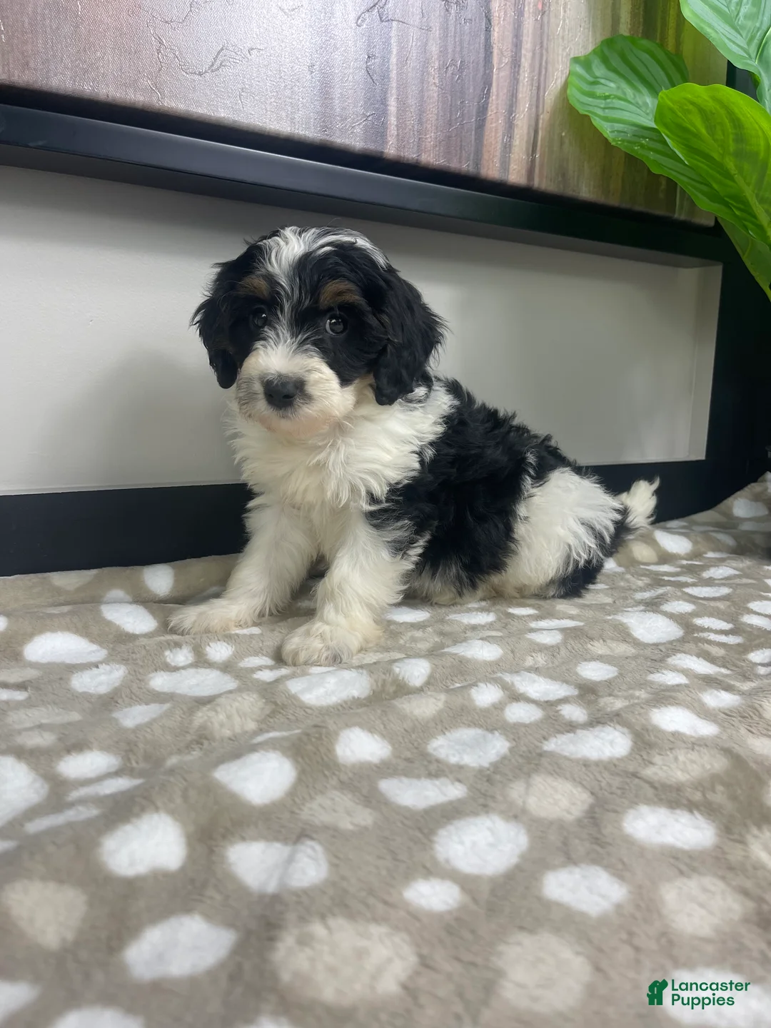 Mini Bernedoodle dogs for sale: Bronx - Ad 1