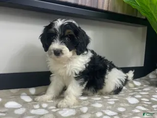 Mini Bernedoodle dogs Bronx - Ad 1