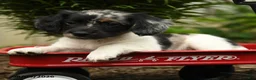 Mixed Breed dogs for sale: Azul - Ad 3