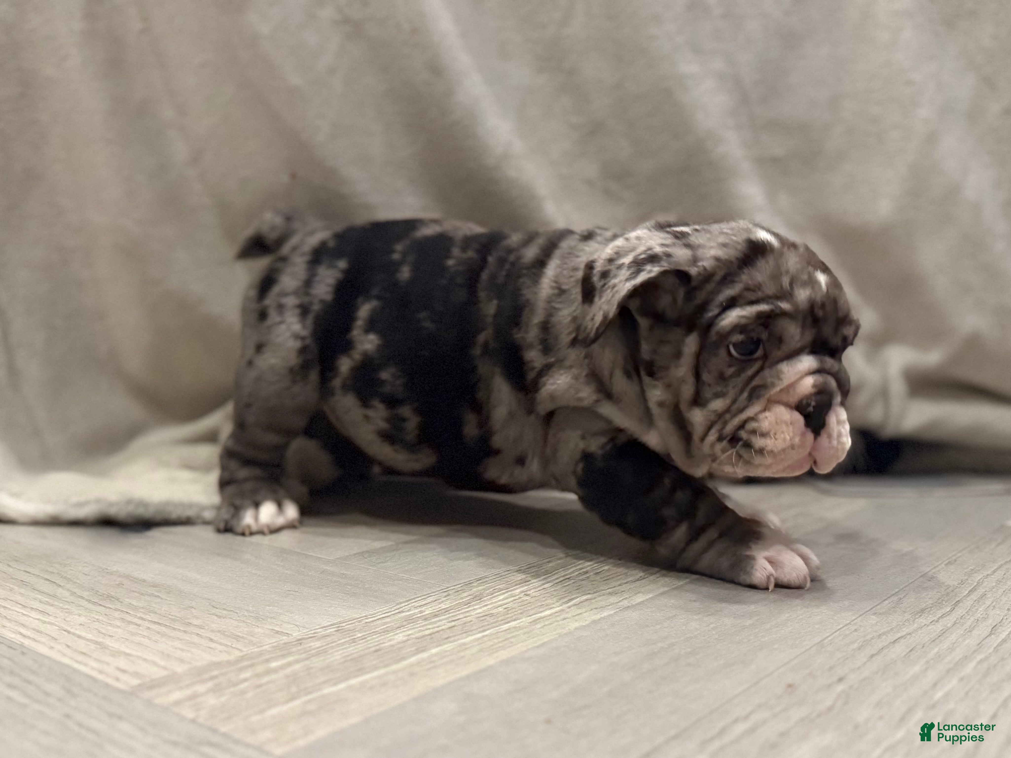 English Bulldog dogs Twinkle - Ad 42