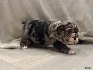English Bulldog dogs Twinkle - Ad 38