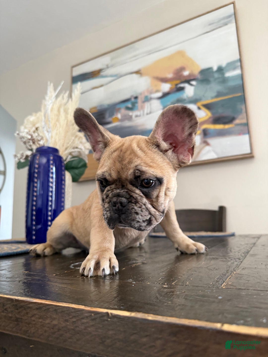 French Bulldog dogs for sale: French Bulldog  - Ad 11