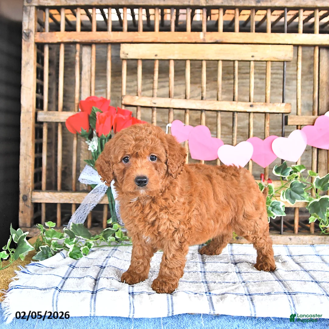 Mini Goldendoodle dogs for sale: Mia  - Ad 3
