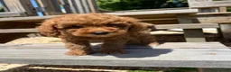 Miniature Poodle dogs for sale: Leo - Ad 2
