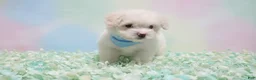 Maltipoo dogs for sale: GUCCI - Ad 5