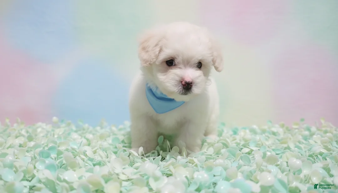 Maltipoo dogs for sale: GUCCI - Ad 5