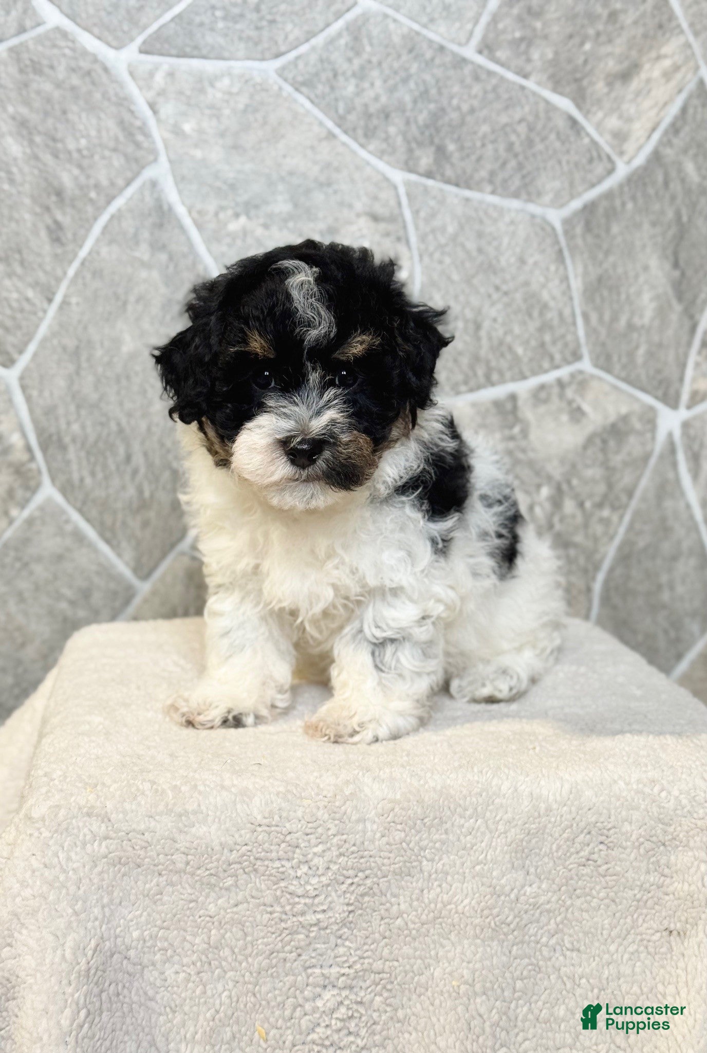 Toy Poodle dogs Ranger Boy - Ad 38