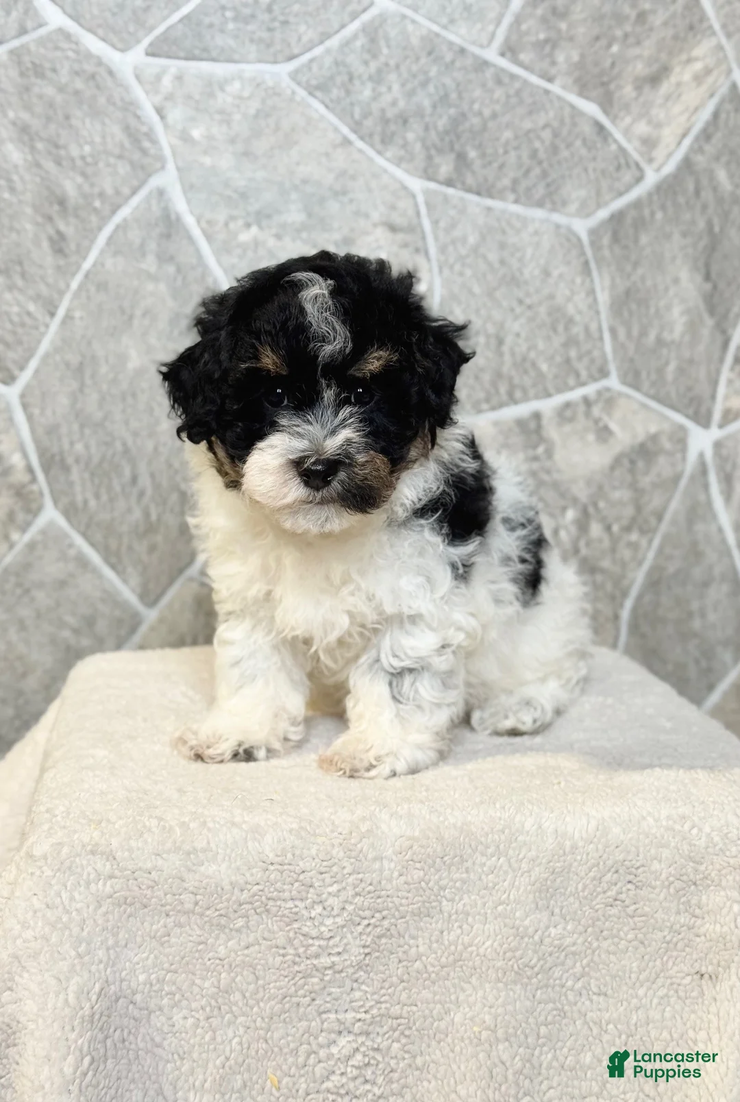 Toy Poodle dogs for sale: Ranger Boy - Ad 1