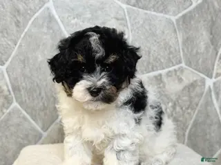 Toy Poodle dogs Ranger Boy - Ad 38