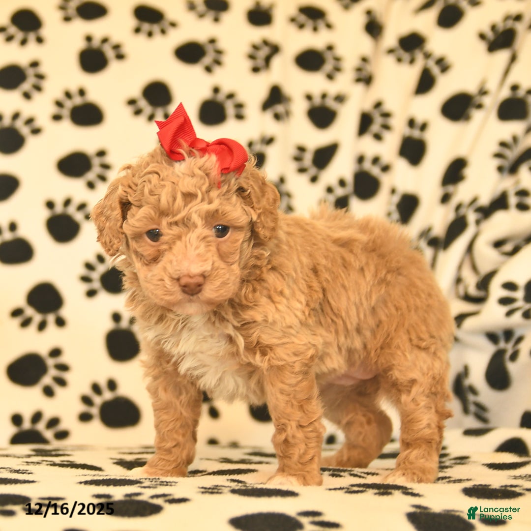 Toy Poodle dogs for sale: Cinderella  - Ad 3