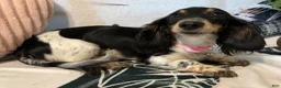 Miniature Dachshund dogs for sale: Miniature Dachshund 1 - Ad 5
