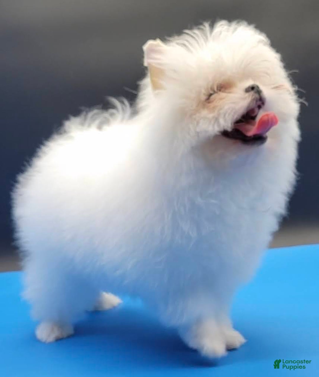 Pomeranian dogs for sale: Casper - Ad 3