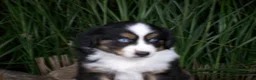 Miniature Australian Shepherd dogs for sale: Romeo - Ad 3