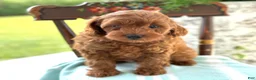 Miniature Poodle dogs for sale: Tangerine - Ad 7