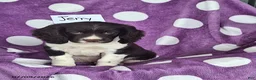 English Springer Spaniel dogs for sale: Jerry - Ad 4