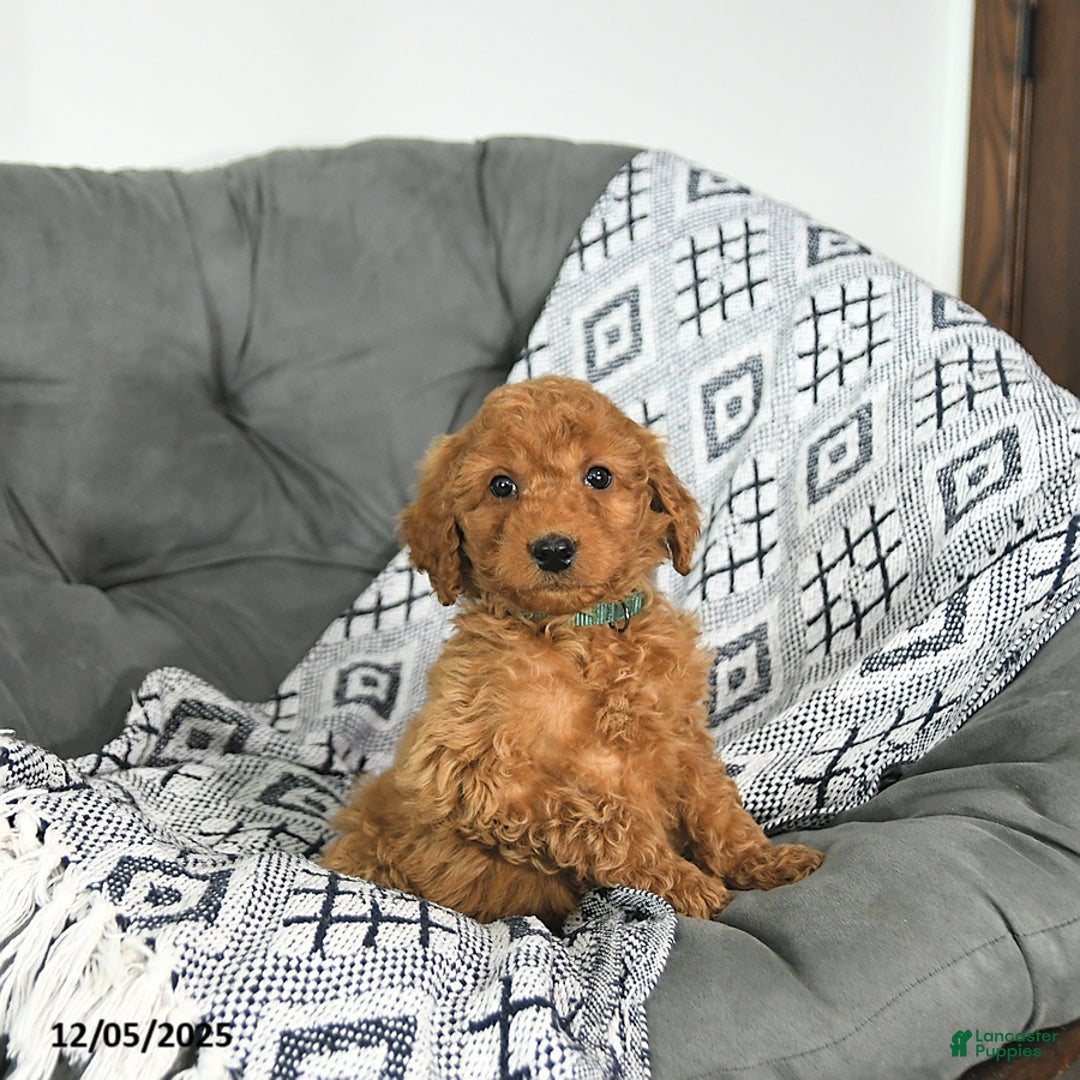 Mini Goldendoodle dogs for sale: Tinsel - Ad 4