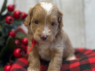 Goldendoodle dogs Kilo (Miniature Boy) - Ad 36