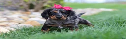 Miniature Dachshund dogs for sale: Lucy - Ad 1