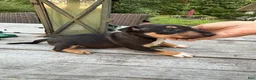 Miniature Bull Terrier dogs for sale: Athena  - Ad 6