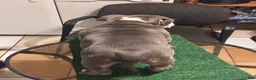American Bully dogs for sale: American Bully 1 - Ad 10
